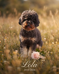 Pet Memorial Portrait – Always In My Heart Keepsake | The Companion